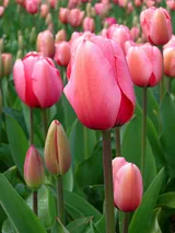 Tulipe