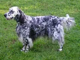 Setter anglais