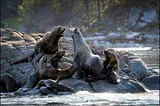 California sea lion