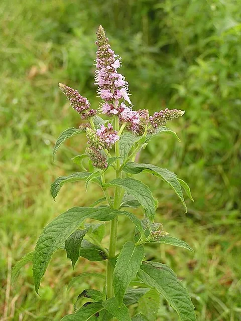 Menthe