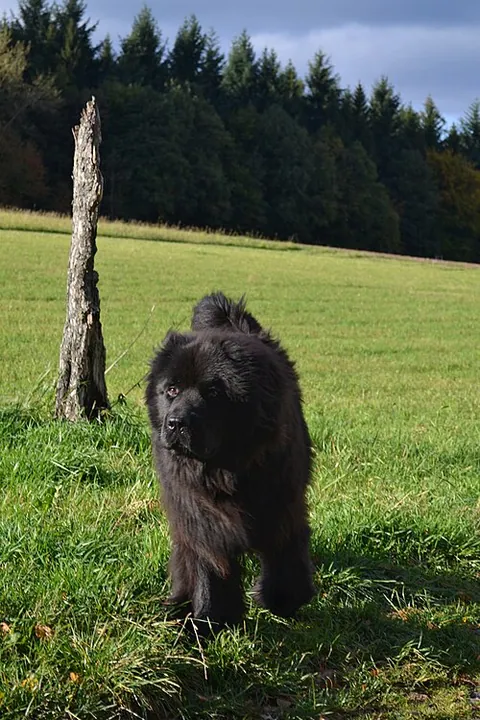 Terre-neuve