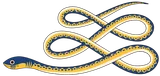 Apophis