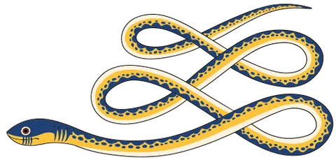 Apophis