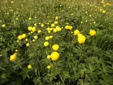 Trollius