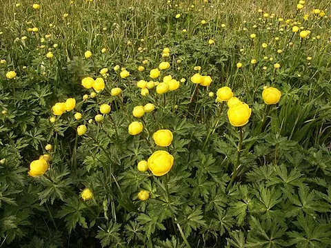 Trollius