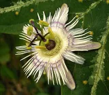 Passiflore