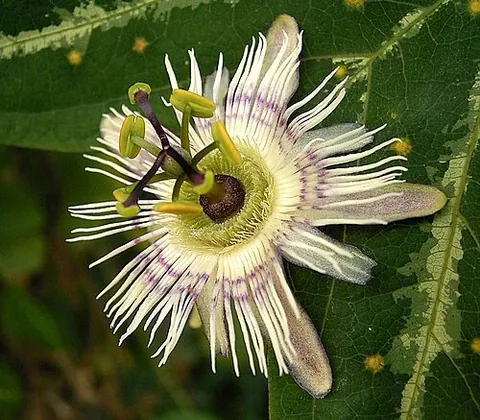 Passiflore