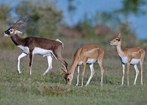 Antilope