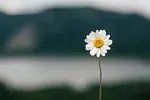 Marguerite