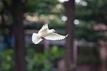 Colombe