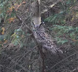 Grand duc