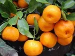 Orange mandarine