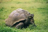 Tortue géante des Galápagos