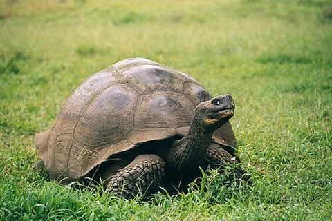Tortue géante des Galápagos