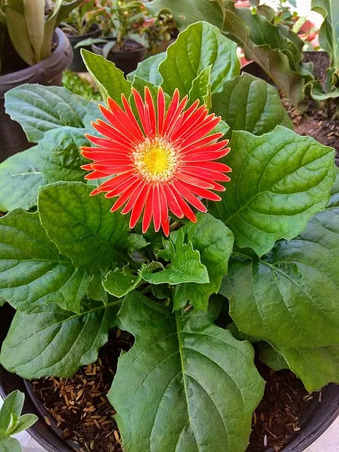 Gerbera