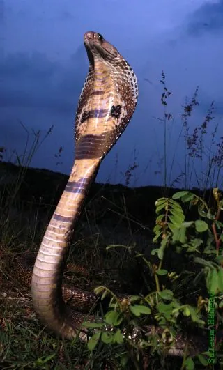 Serpent à lunettes