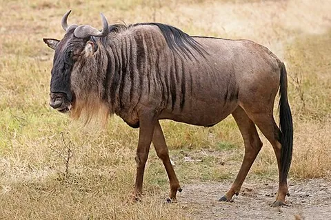 Gnou