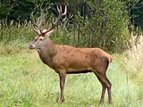 Cerf