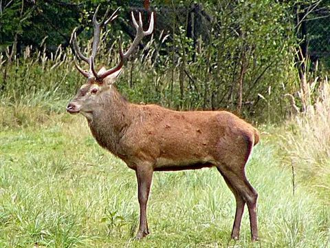 Cerf