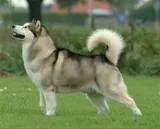 malamute de l’Alaska