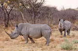 Rhinocéros