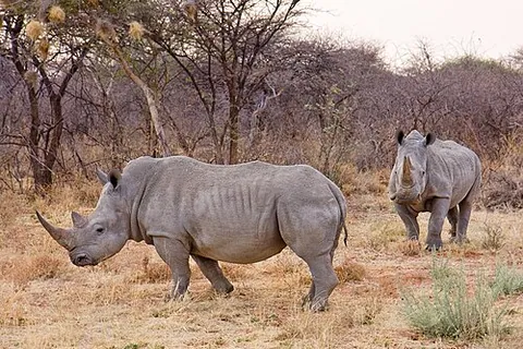 Rhinocéros