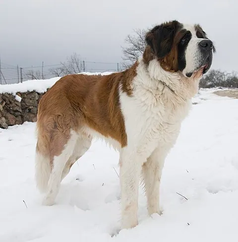 saint-bernard