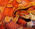 Serpent ratier