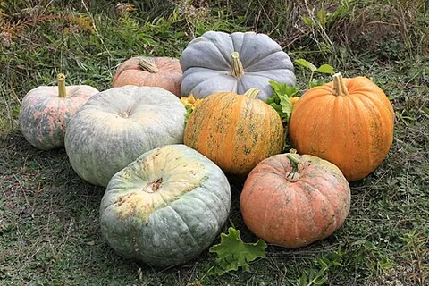 Citrouille