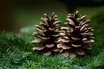 Vert sapin