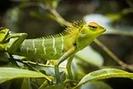 Lézard à collier vert