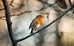 Rouge-gorge