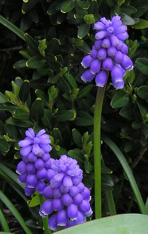 Muscari