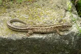 Lézard des souches