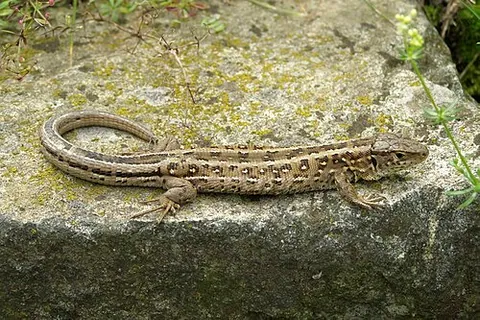 Lézard des souches