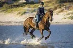 Équitation de travail