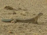 Uromastyx