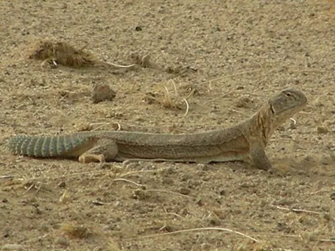 Uromastyx