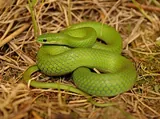 Couleuvre verte