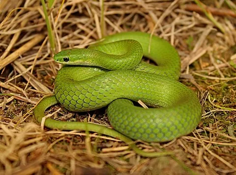 Couleuvre verte