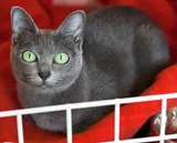 Korat