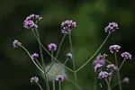 Verveine