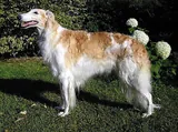 Barzoï