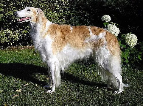 Barzoï