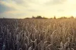 Les Champs de blé aux corbeaux