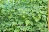 Tomatillo