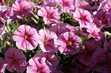 Pétunia