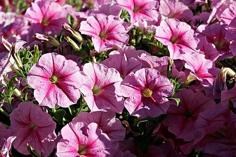 Pétunia