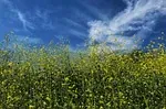 Moutarde verte