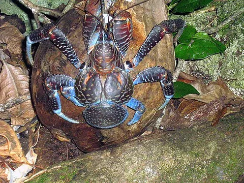 Crabe des cocotiers